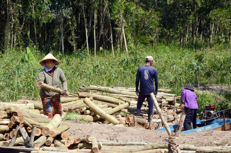 Nơi giá trị rừng được bảo tồn và phát triển