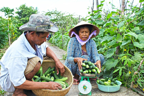 Trồng màu đón tết