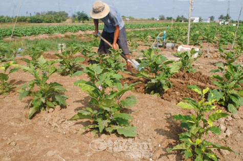 Thới Bình ổn định kinh tế trên đất mía