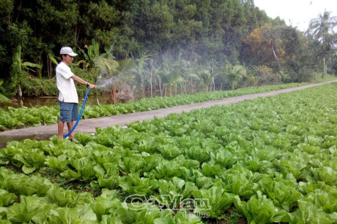 Quan tâm phát triển kinh tế hộ