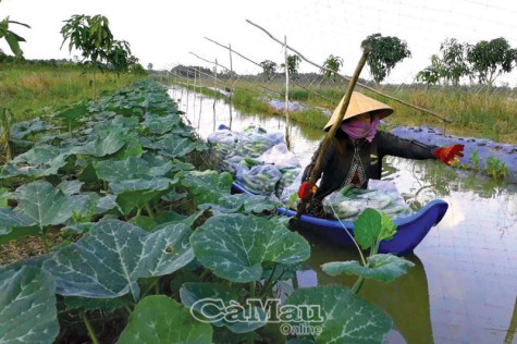 Nông dân vào vụ mới