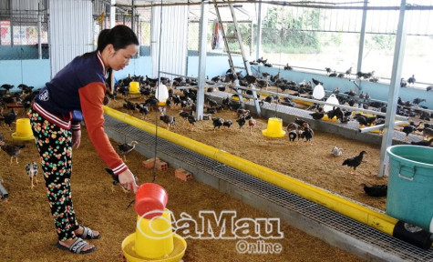 Khẩn trương phòng, chống dịch cúm gia cầm, bệnh Corona trên động vật