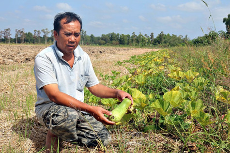 Nông dân thất mùa rẫy vì khô hạn