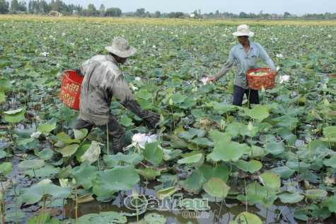 Trà sen trên đất Tháp Mười