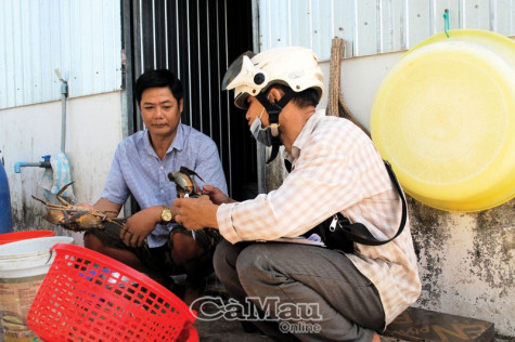 Nông dân gặp khó  vì giá cua, cá giảm