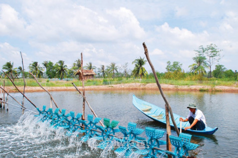 Chống nóng cho tôm