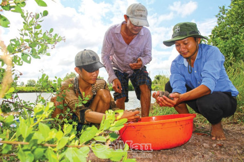 Giá sò huyết ổn định