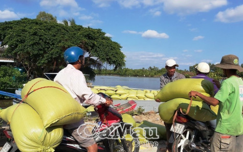 Đường sụp lún, phí vận chuyển lúa tăng gấp đôi