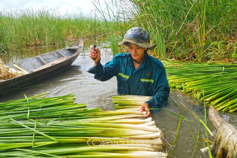 Khởi nghiệp từ cây bồn bồn