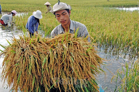 Sức bật từ ý Đảng, lòng dân