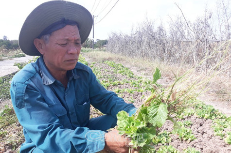 Thất vụ màu trên đất mặn