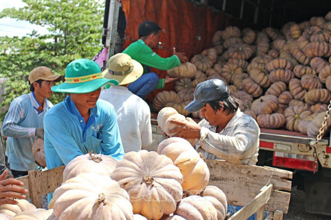 Nông dân thất thu vụ bí