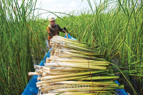 Bồn bồn mùa nắng hạn