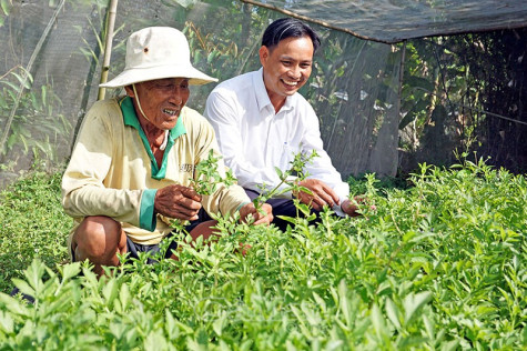 Trồng rau trong nhà lưới