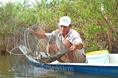 Nuôi tôm quảng canh cải tiến 2 giai đoạn Hướng đi bền vững