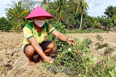 Chuyện “cứu rẫy” ở ấp Minh Hà A​