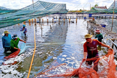 Ngành tôm lao đao vì dịch Covid-19 - Bài 1: Loay hoay chống dịch, chờ giá