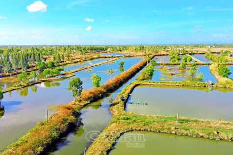 Nông dân lao đao vì hạn mặn