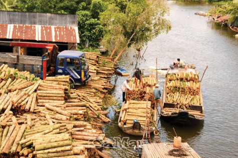 Phát huy thế mạnh đất rừng