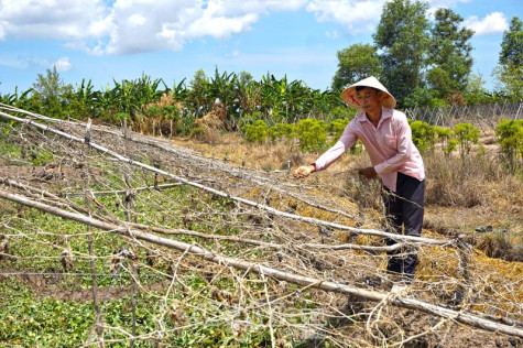 Mùa rẫy buồn