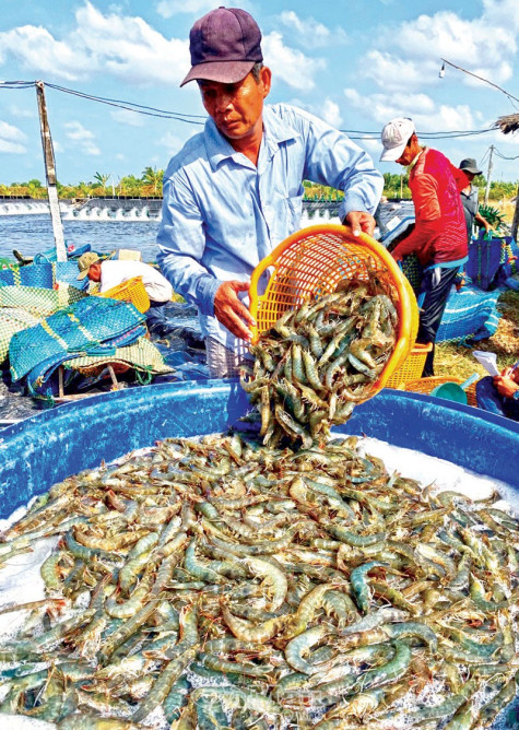 Triển vọng từ một dự án