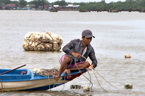 Lại... mùa đăng cá giống