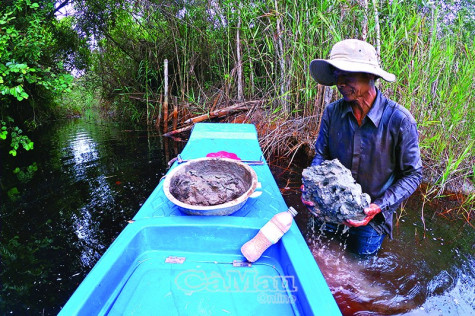 Săn chuột rừng