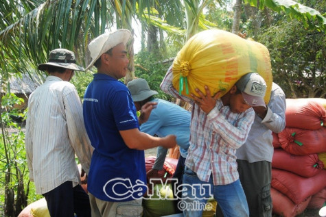 Doanh nghiệp bao tiêu lúa sản xuất theo chuỗi giá cao hơn thị trường