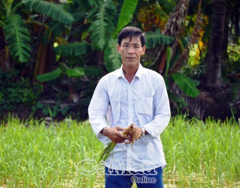 Chủ tịch UBND tỉnh chỉ đạo làm rõ vụ lúa chết do thuốc diệt cỏ