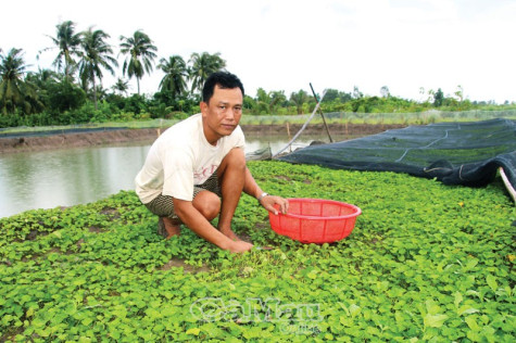 Hiệu quả của đa canh