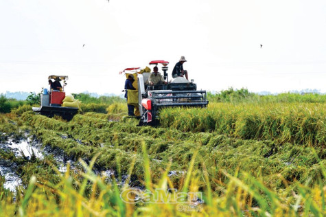 Lúa hè thu được giá, nông dân phấn khởi