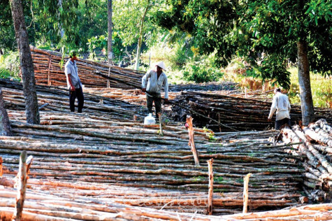 Nhọc nhằn nghề vác cừ tràm