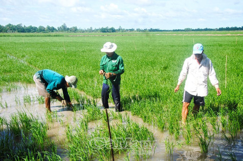 Điểm nghẽn trong chuỗi sản xuất lúa, gạo - Bài 1: Thiếu hợp tác bền vững