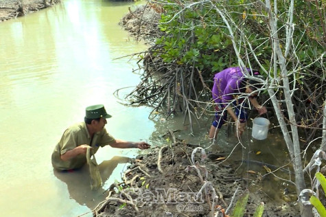 Mưu sinh  ở vùng ngập mặn