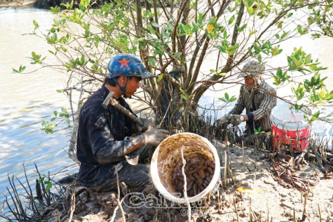 Nghề "săn“ chem chép  ở bãi bồi