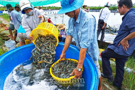 Chủ động nguyên liệu sạch cho xuất khẩu