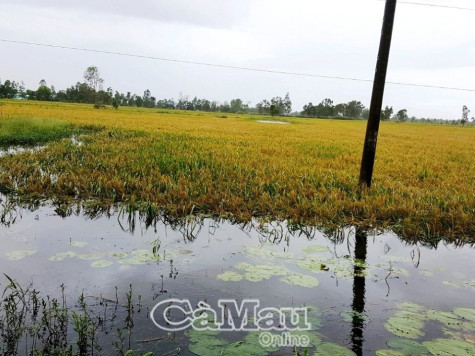 Gần 15.000 ha lúa ngập, đổ ngã, các tuyến đường ngập sâu