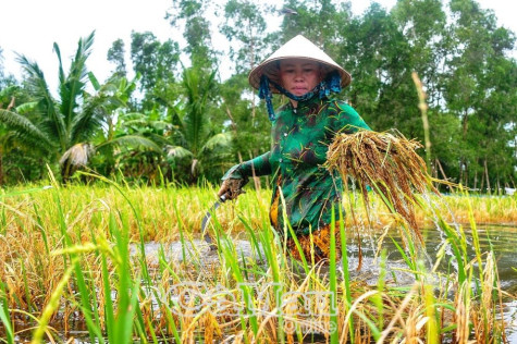 Cứu lúa