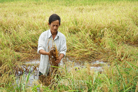 Huyện Trần Văn Thời: Khẩn cấp ứng phó thiên tai