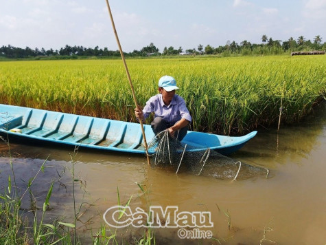 Nuôi tôm càng xanh trên ruộng lúa sạch, giải pháp nâng cao giá trị nông sản