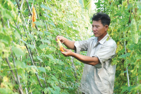 Xót xa vụ màu