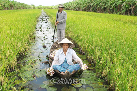 Vùng sản xuất ngọt hoá ngày càng thu hẹp - Bài 2: Nguy cơ phá vỡ hệ sinh thái ngọt​