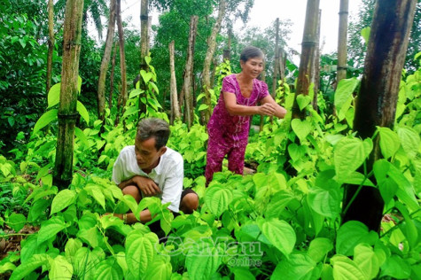 Nghị lực của những nạn nhân da cam