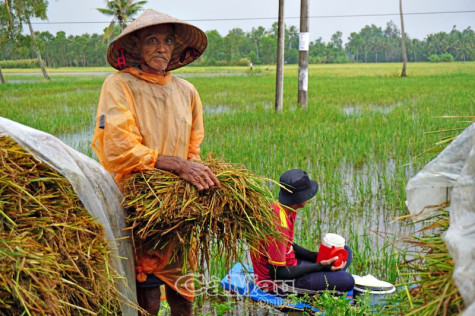 Thiên tai làm giảm  người mua bảo hiểm