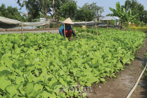 Đông Thới chuyển mình