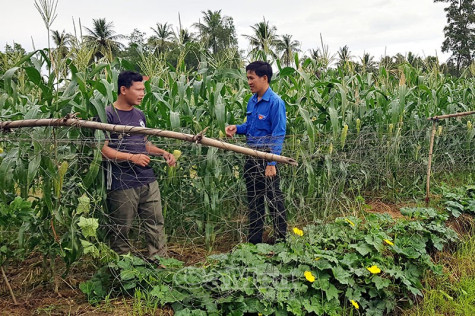 Lập nghiệp tại quê đâu khó!