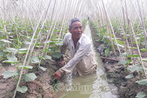 Đồng bào Khmer khá lên nhờ thâm canh