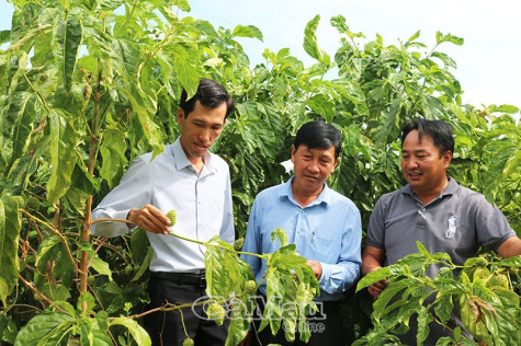 Triển vọng từ cây nhàu