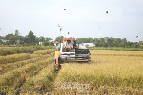 Vụ mùa trông đợi