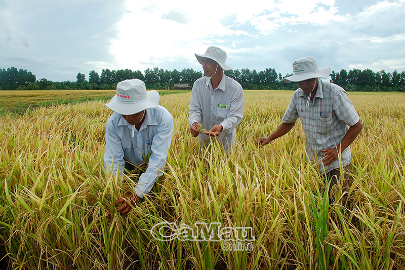 Mô hình sản xuất lúa hữu cơ ở Ấp 1, xã Tân Lộc Bắc được Công ty TNHH Lương thực Tấn Vương bao tiêu sản phẩm.